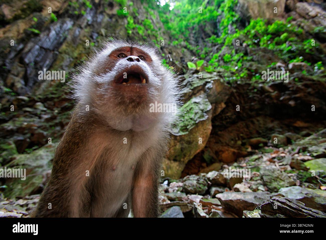 Ein Affe blickt auf die Treppe, die zu den Batu Cavees führt, einem hinduistischen Schrein Stockfoto