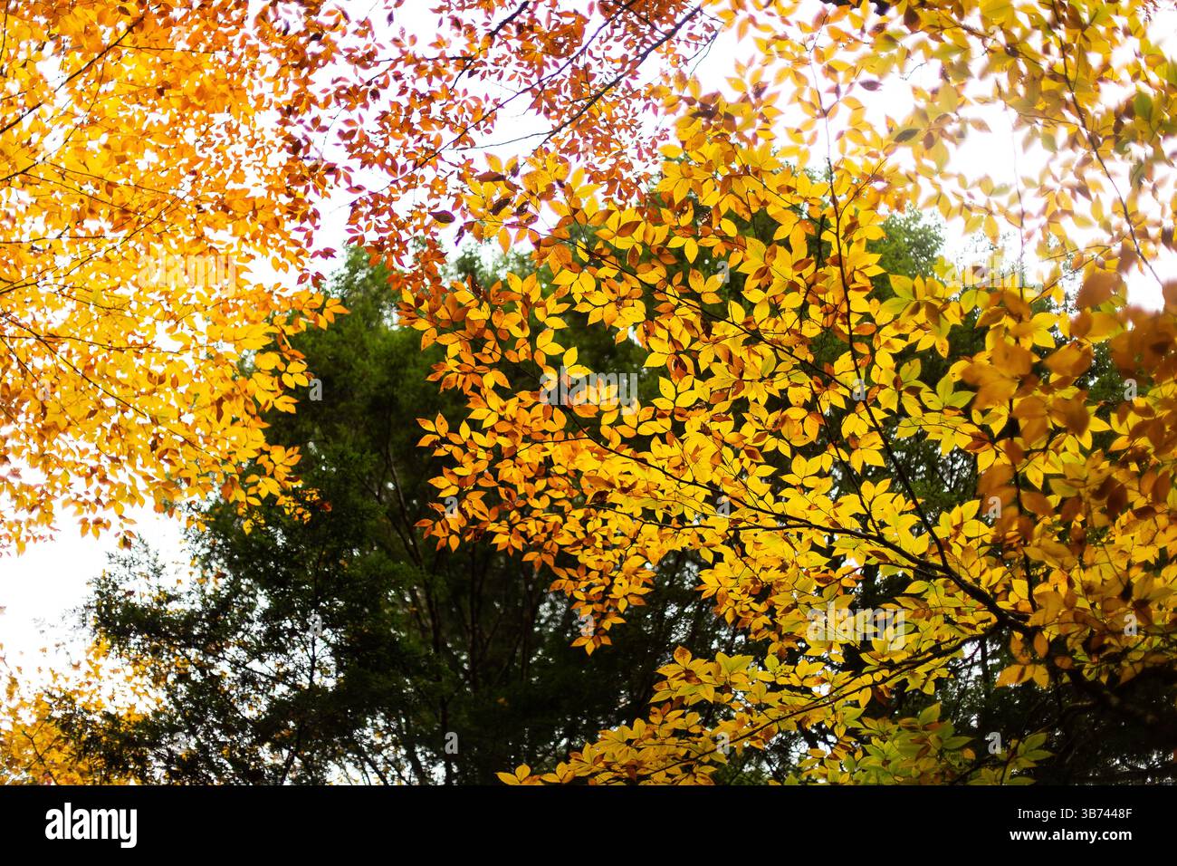 Gelbe Birke vor der Tanne im Wald im Herbst Stockfoto