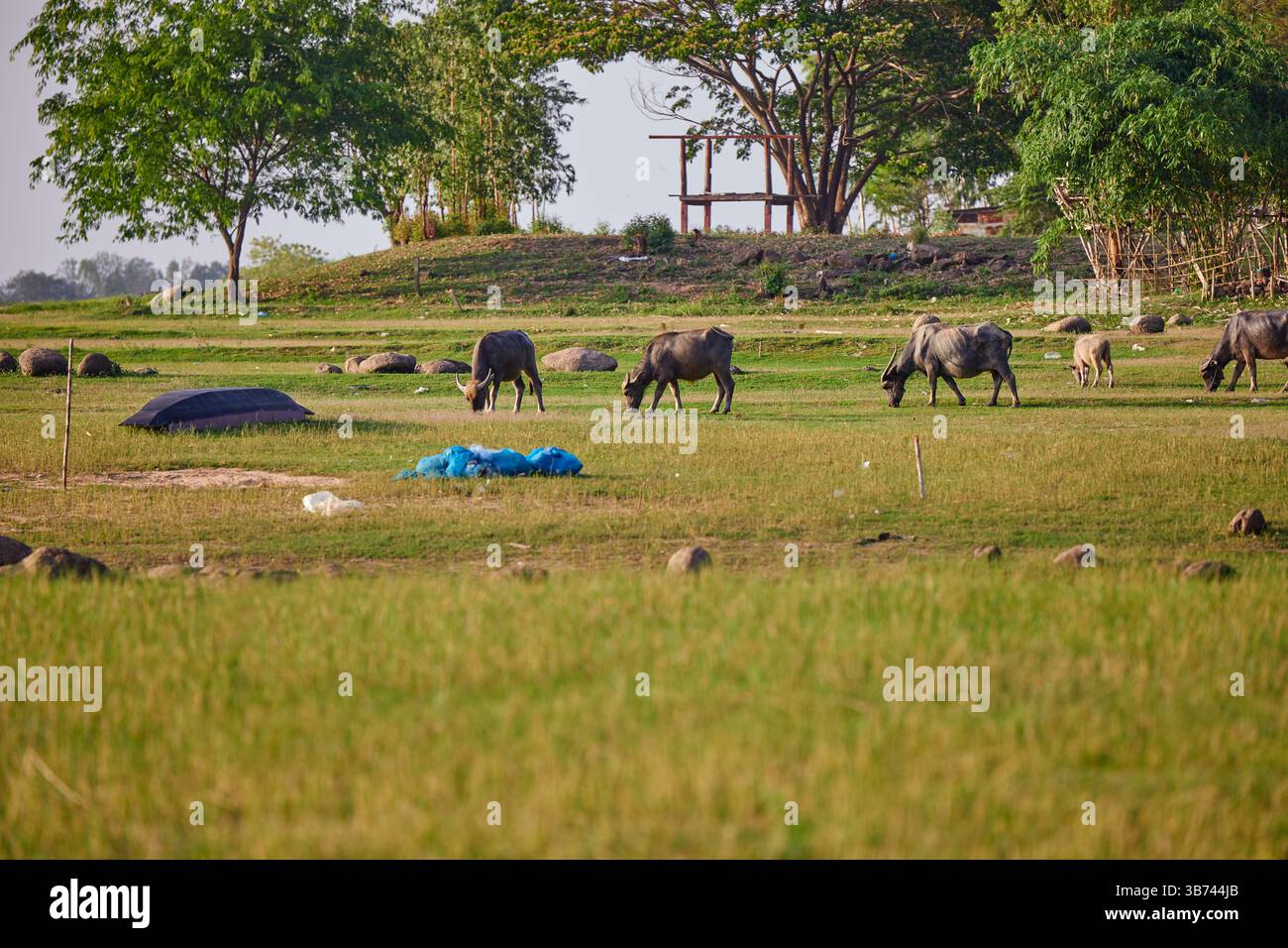 Thai-Büffel, die auf der Weide grasen Stockfoto