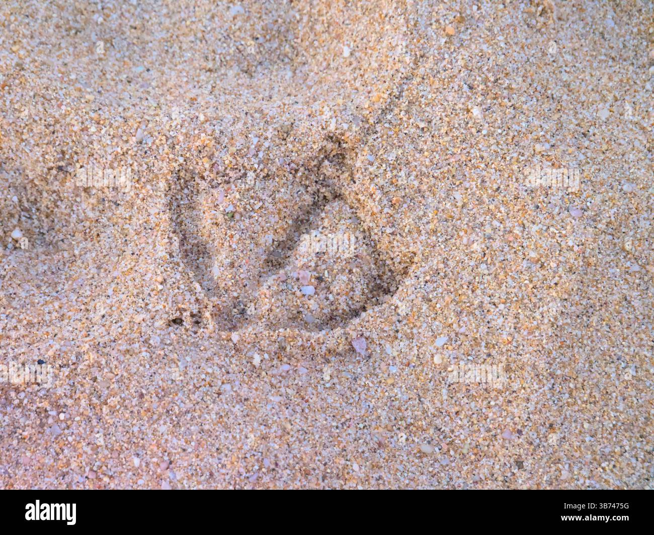 Nahaufnahme von Möwenabdrücken auf Sandy Beach Surface (A) Stockfoto