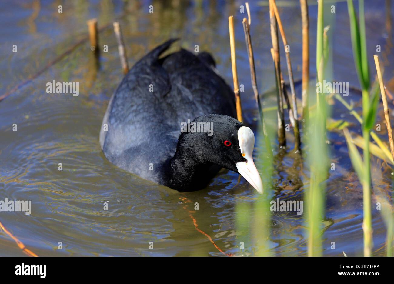 Coot, Fulica atra, Cardiff Bay. Stockfoto