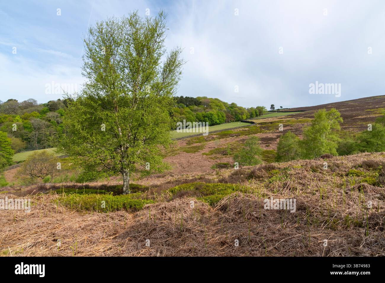 Middle Moor oberhalb von Hayfield, Derbyshire, England. Stockfoto