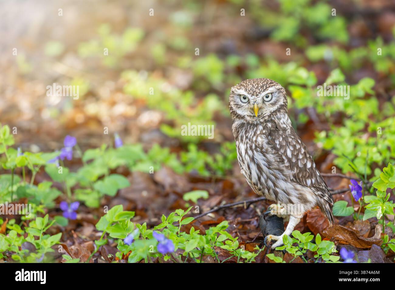 Kleine Eule posiert im Wald neben violetten Blumen. Horizontal. Stockfoto