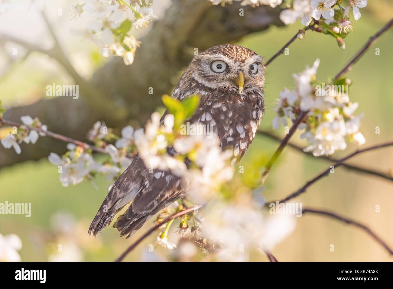 Nahaufnahme Porträt einer kleinen Eule, die auf einem Zweig eines blühenden Baumes sitzt. Horizontal. Stockfoto