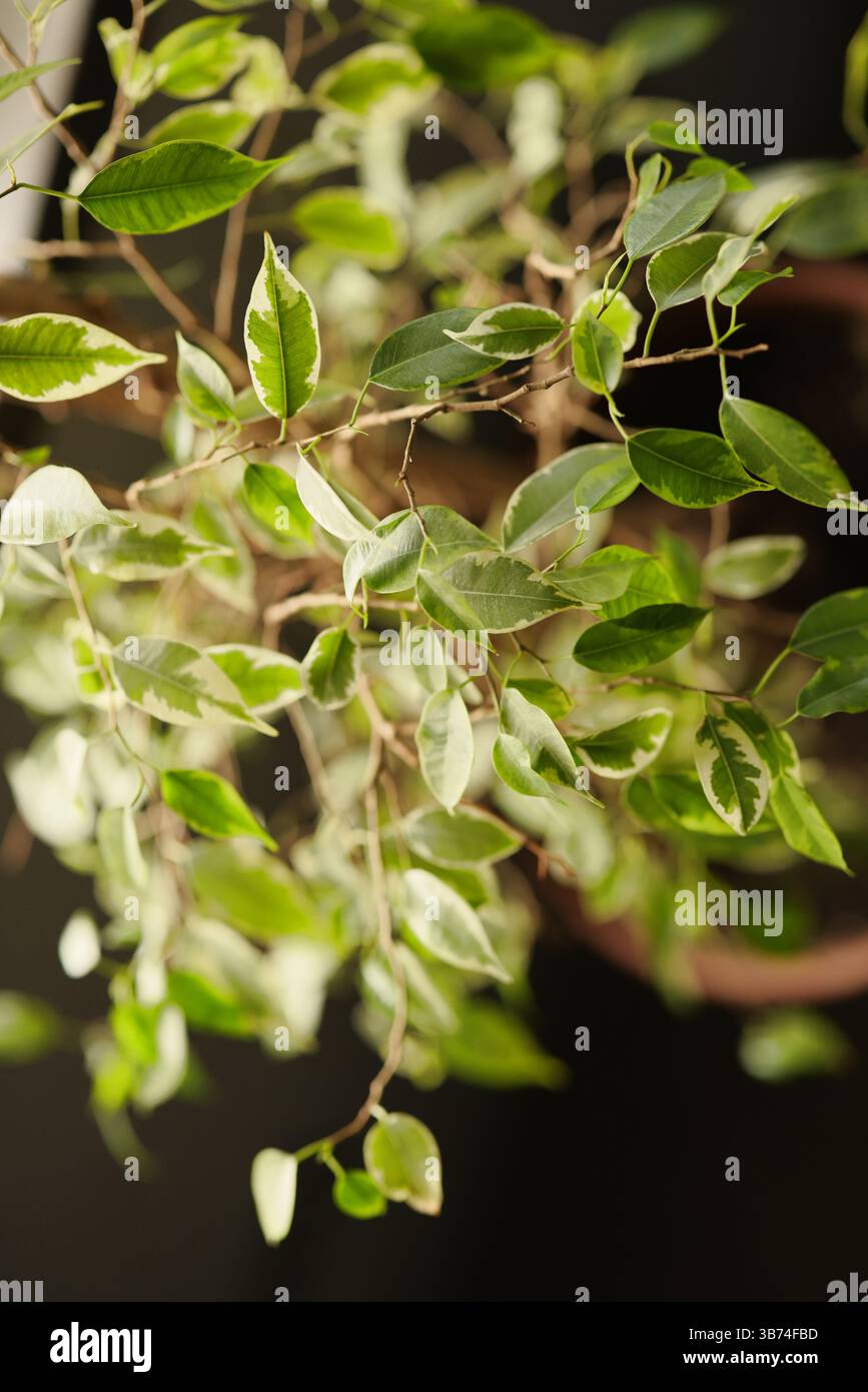 Üppiges und lebendiges grünes buntes Laub, das wunderschön in einem dekorativen Topf präsentiert wird Stockfoto