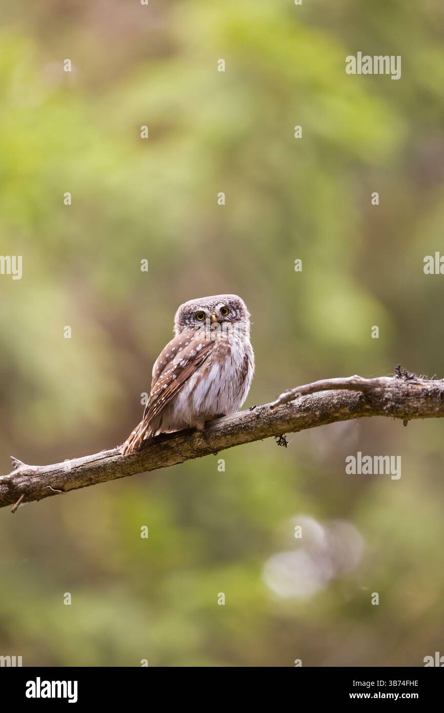 Eurasische Zwergkauz Glaucidium passerinum, Erwachsener auf Zweig, Transsilvanien, Rumänien, April Stockfoto