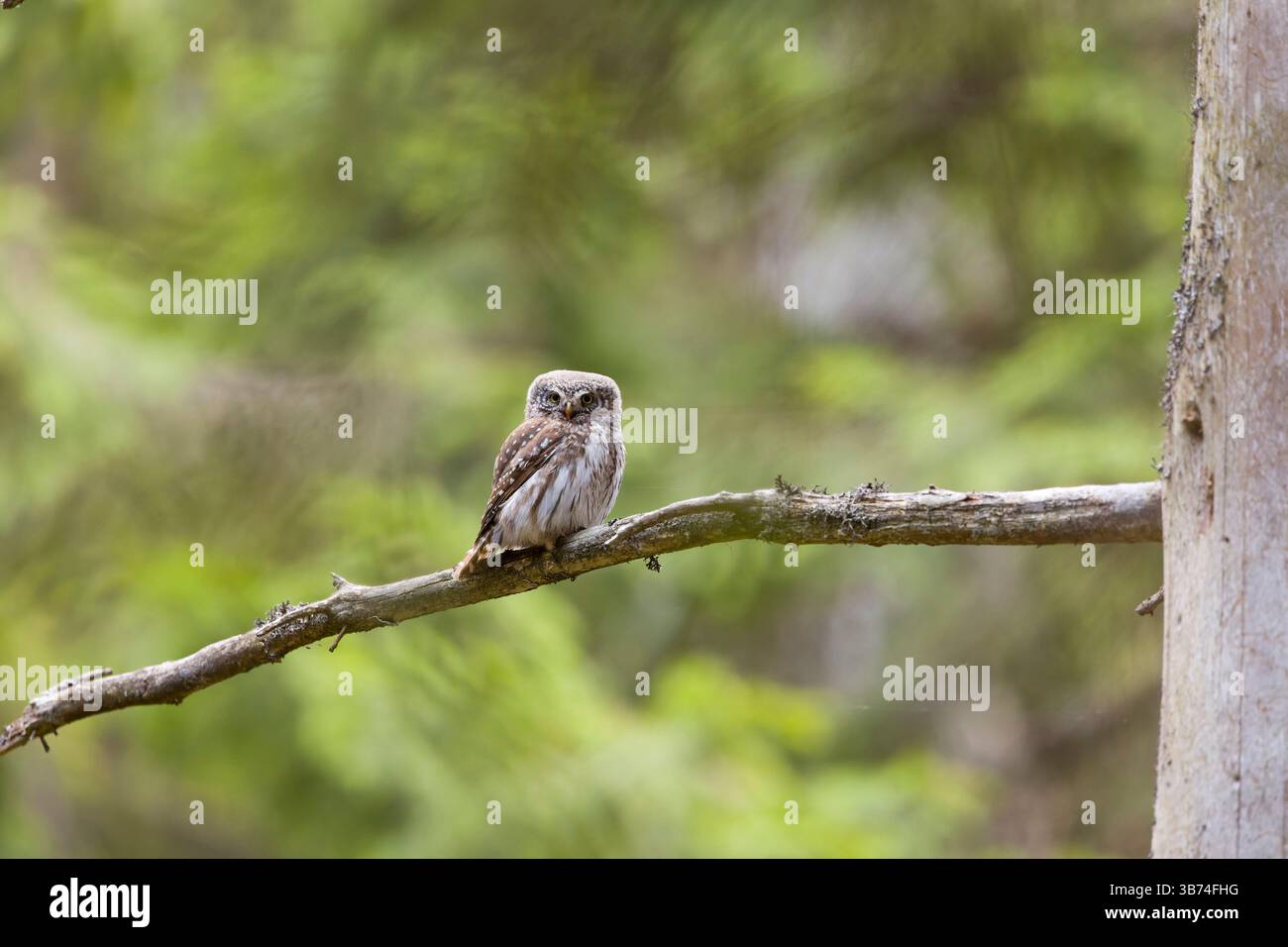 Eurasische Zwergkauz Glaucidium passerinum, Erwachsener auf Zweig, Transsilvanien, Rumänien, April Stockfoto