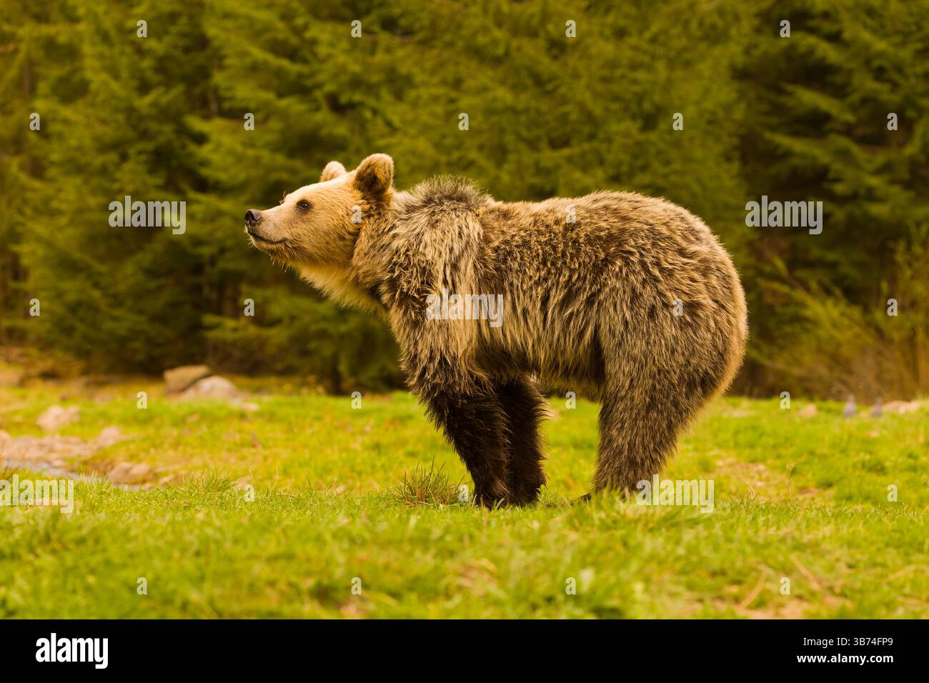 Europäischer Braunbär Ursus arctos arctos, unreif stehend auf Grasland, schnüffelnde Luft, Transsilvanien, Rumänien, April Stockfoto