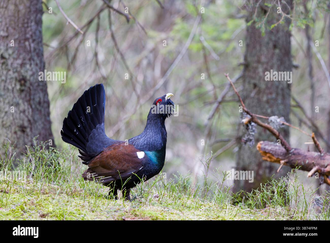 Westliches Auerhahn Tetrao urogallus, erwachsener Mann, der im Kiefernwald steht, Transsilvanien, Rumänien, April Stockfoto