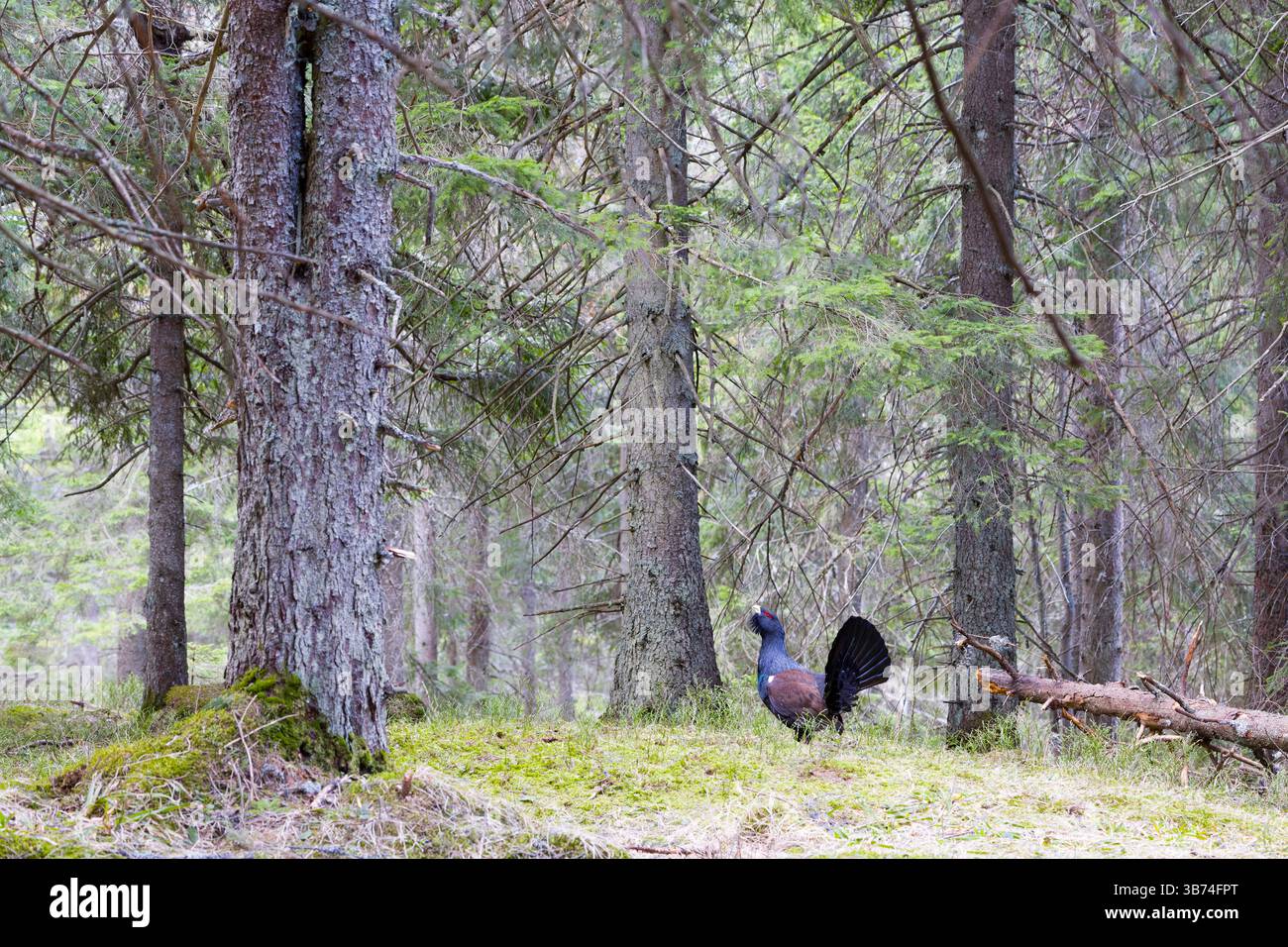Westliches Auerhahn Tetrao urogallus, erwachsener Mann, der im Kiefernwald steht, Transsilvanien, Rumänien, April Stockfoto