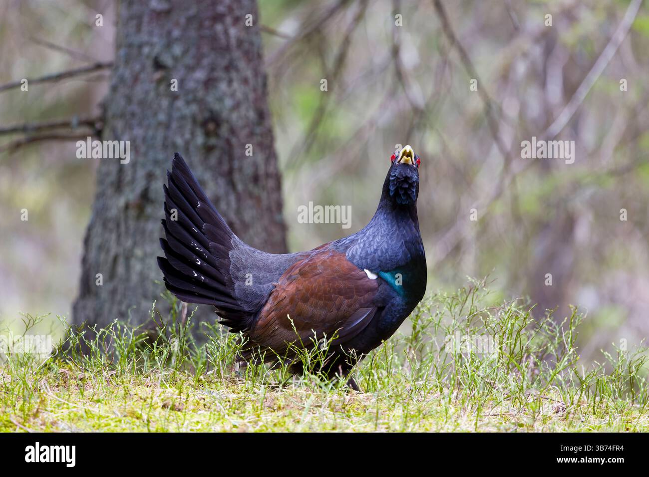Westliches Auerhahn Tetrao urogallus, erwachsener Mann, der im Kiefernwald, Transsilvanien, Rumänien, April Stockfoto