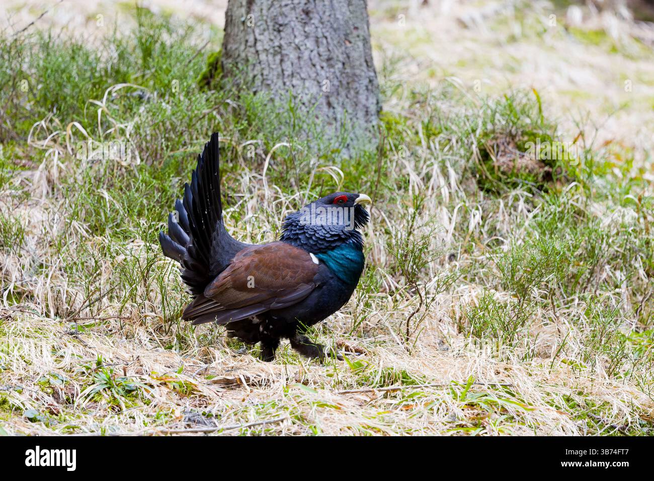 Westliches Auerhahn Tetrao urogallus, erwachsener Mann, der im Kiefernwald spaziert, Transsilvanien, Rumänien, April Stockfoto