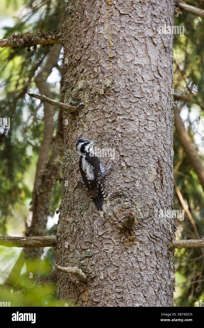 Dreizehiger eurasischer Specht Picoides tridactylus, erwachsenes Weibchen auf dem Stamm, Transsilvanien, Rumänien, April Stockfoto