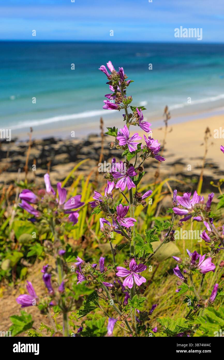 Eine lila oder rosa Malva Blume, England, UK Porthmeor Beach, St. Ives, Cornwall, England, Großbritannien Stockfoto