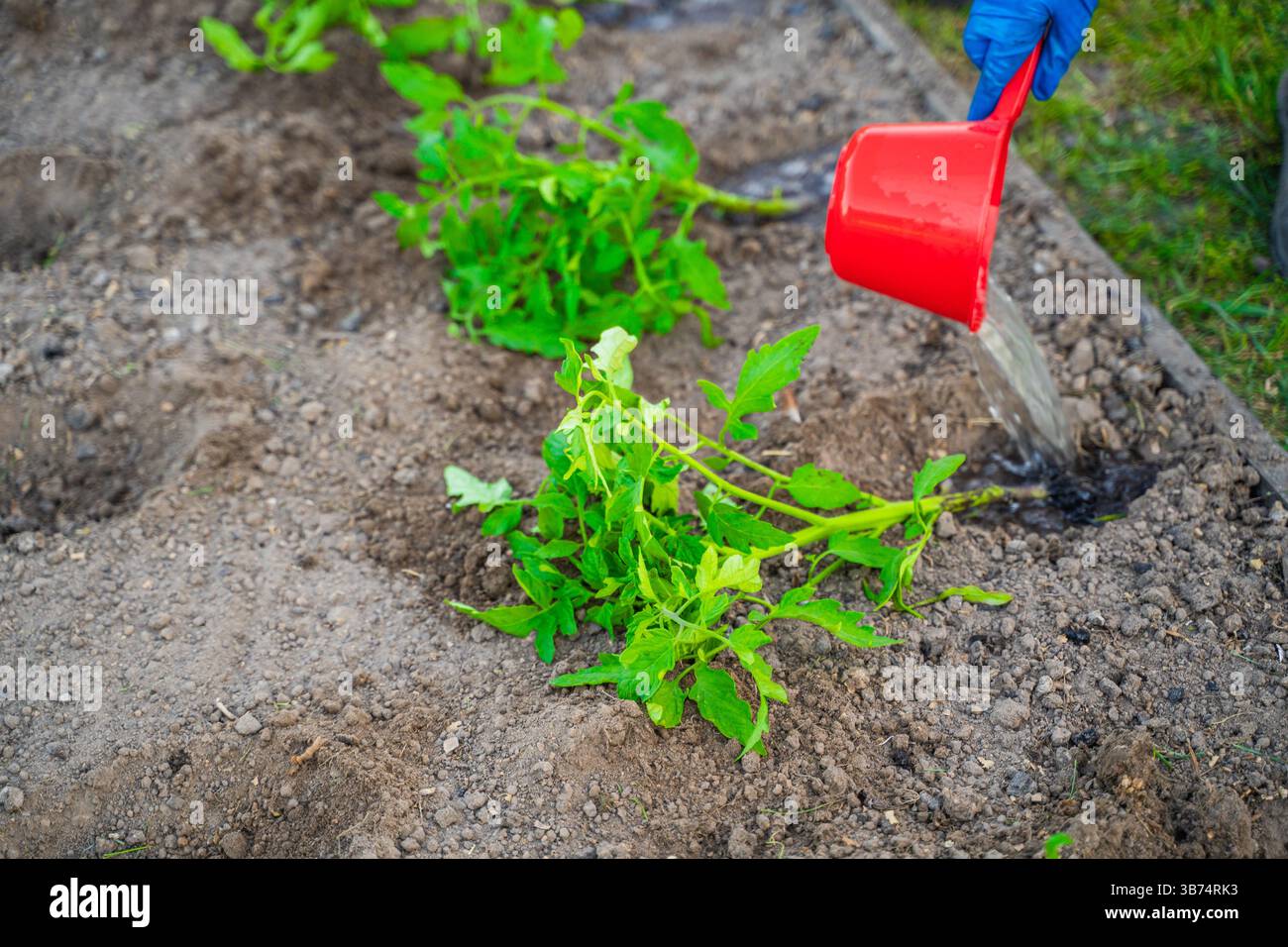 Gießen von Tomatensämlingen vor dem Pflanzen in das Gartenbeet. Stockfoto