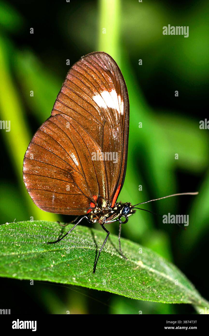 Tropischer Schmetterling, Tropischer Regenwald, Napo River Basin, Amazonien, Ecuador, Amerika Stockfoto