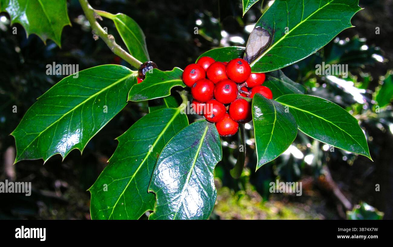Holly, Ilex aquifolium, Sierra de Guadarrama Nationalpark, Segovia, Castilla y León, Spanien, Europa Stockfoto