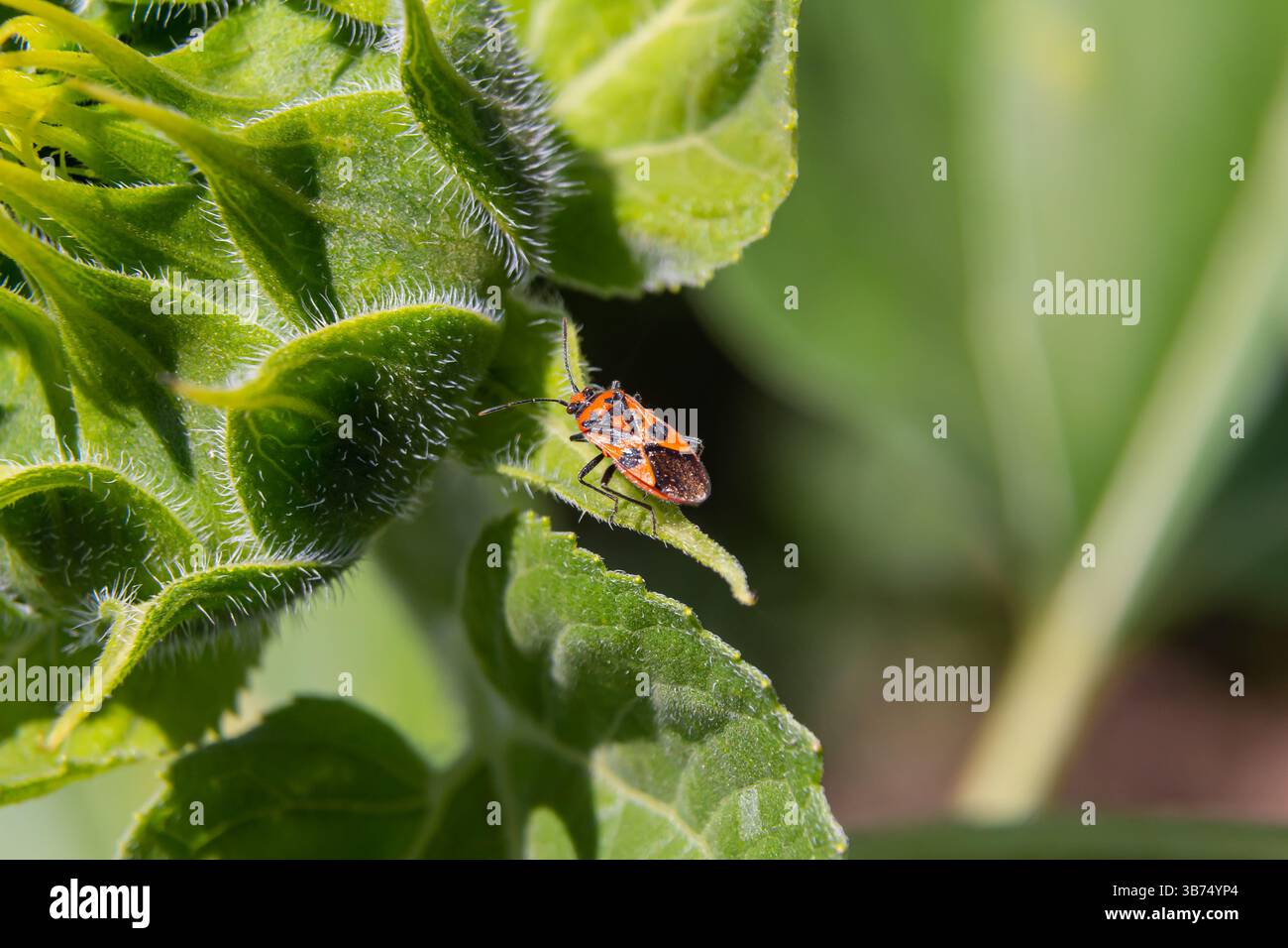 Ein lebendiges Insekt mit einer Mischung von Farben thront auf einem üppigen grünen Blatt, umgeben von der Schönheit eines gepflegten Gartens an einem sonnigen Tag in spri Stockfoto