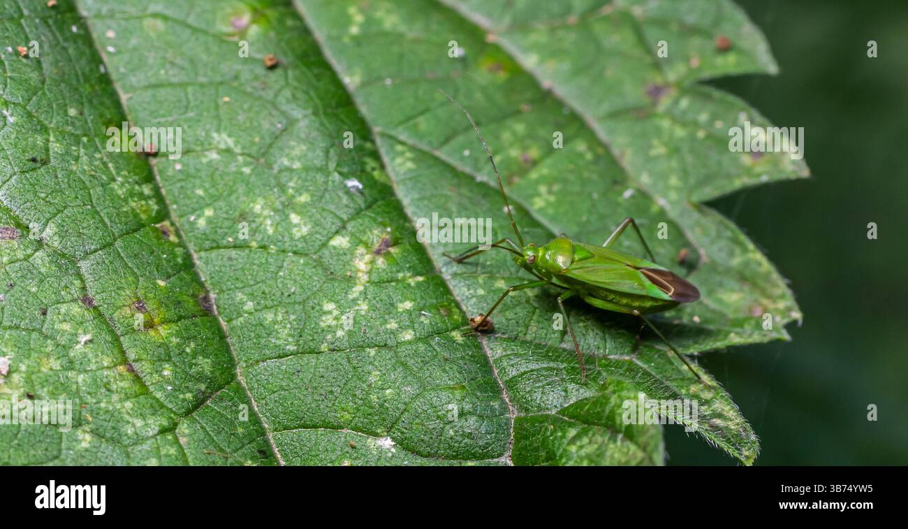Ein grünes Insekt thront auf einem üppigen, grünen Blatt, umgeben von anderen Blättern und natürlichen Elementen in einer sonnendurchfluteten Umgebung, was die Schönheit von b unterstreicht Stockfoto
