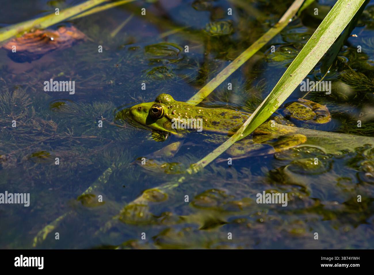 Ein grüner Frosch wird teilweise in klares Wasser getaucht und ruht an einem ruhigen Nachmittag in einem ruhigen Teich zwischen hohen Schilf und Wasserpflanzen. Stockfoto