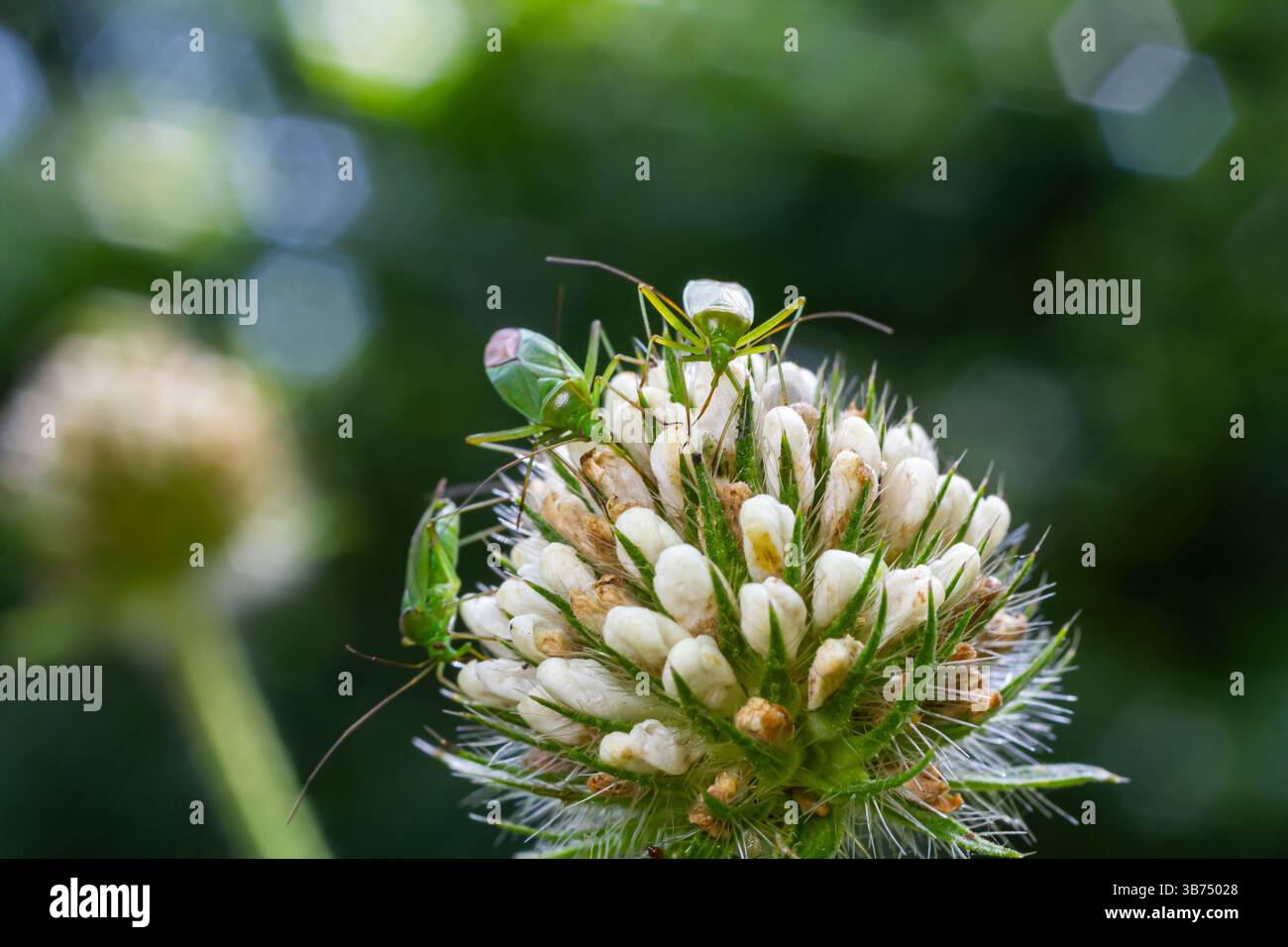 Zarte grüne Insekten versammeln sich auf einer Ansammlung weißer Blumen, umgeben von lebendigem Grün in einem sonnigen Garten, die die Schönheit der Natur zeigen. Stockfoto