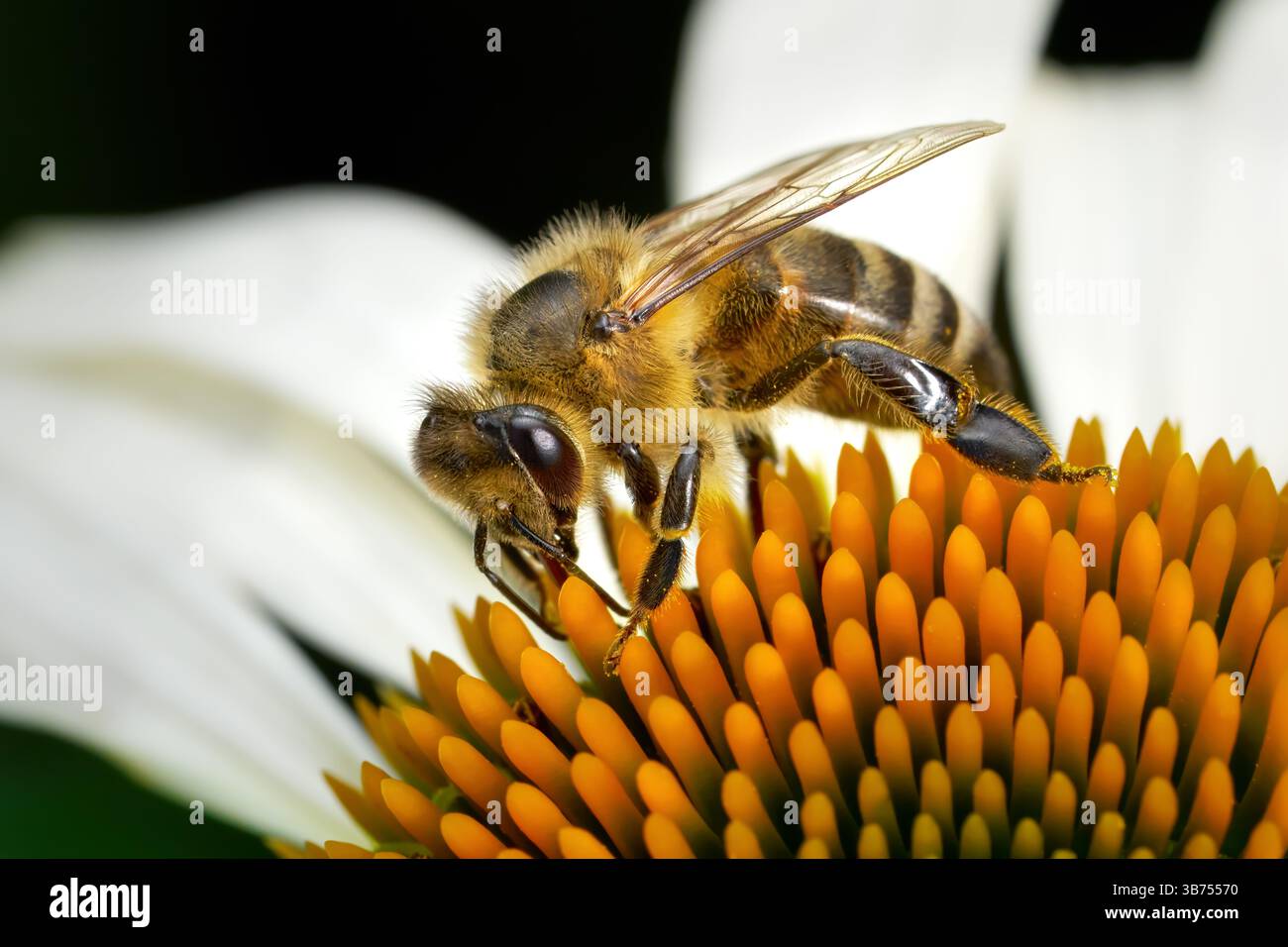 WESTERN Honey Bee (APIs mellifera)-Makro auf der Orangenblüte eines weißblütigen Coneflower (Echinacea) Stockfoto