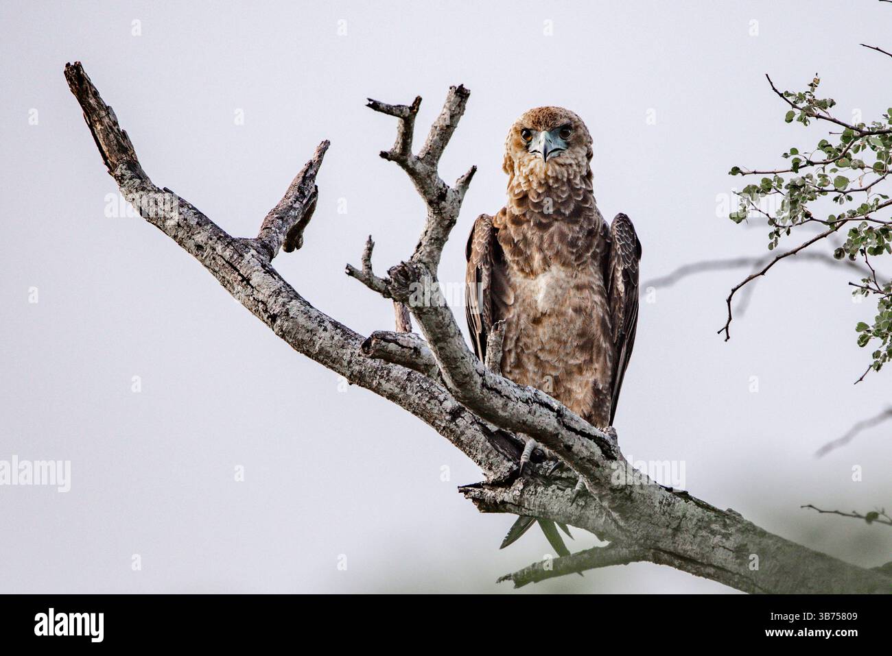 Ein brauner Schlangenadler, der auf einem hohen Ast thront. Stockfoto