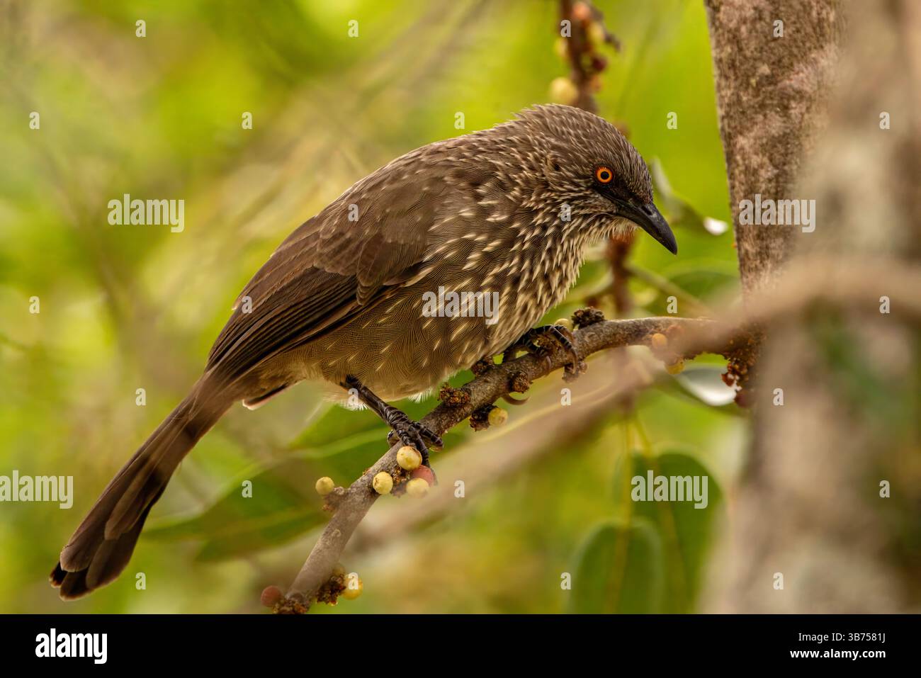 Ein mit Pfeil markiertes Gebräu mit seinem charakteristischen gelben Auge und weißen Streifen an Hals und Bauch. Stockfoto