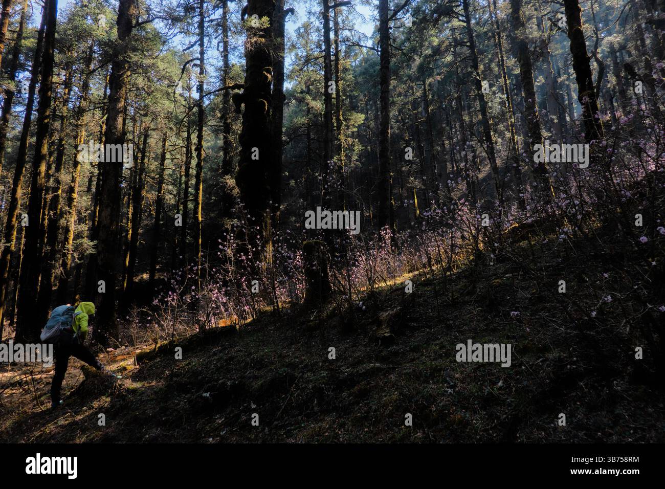 Daphne Bholua (nepalesische Papierpflanze) Wildblumen im Wald, Langtang Nationalpark, Nepal Stockfoto