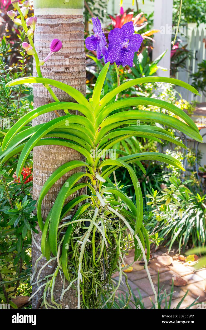 Nahaufnahme einer Vanda-Orchidee, die draußen in einem Garten auf einem Baumstamm in Key West, Florida, wächst Stockfoto
