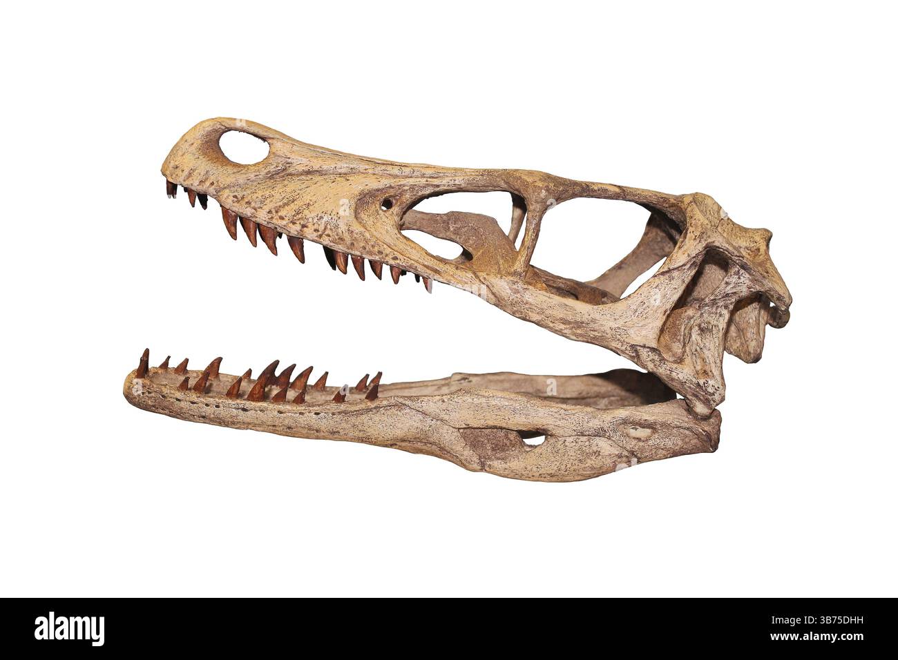 Velociraptor mongoliensis Skull, ein Dromaeosaurier-Dinosaurier Stockfoto