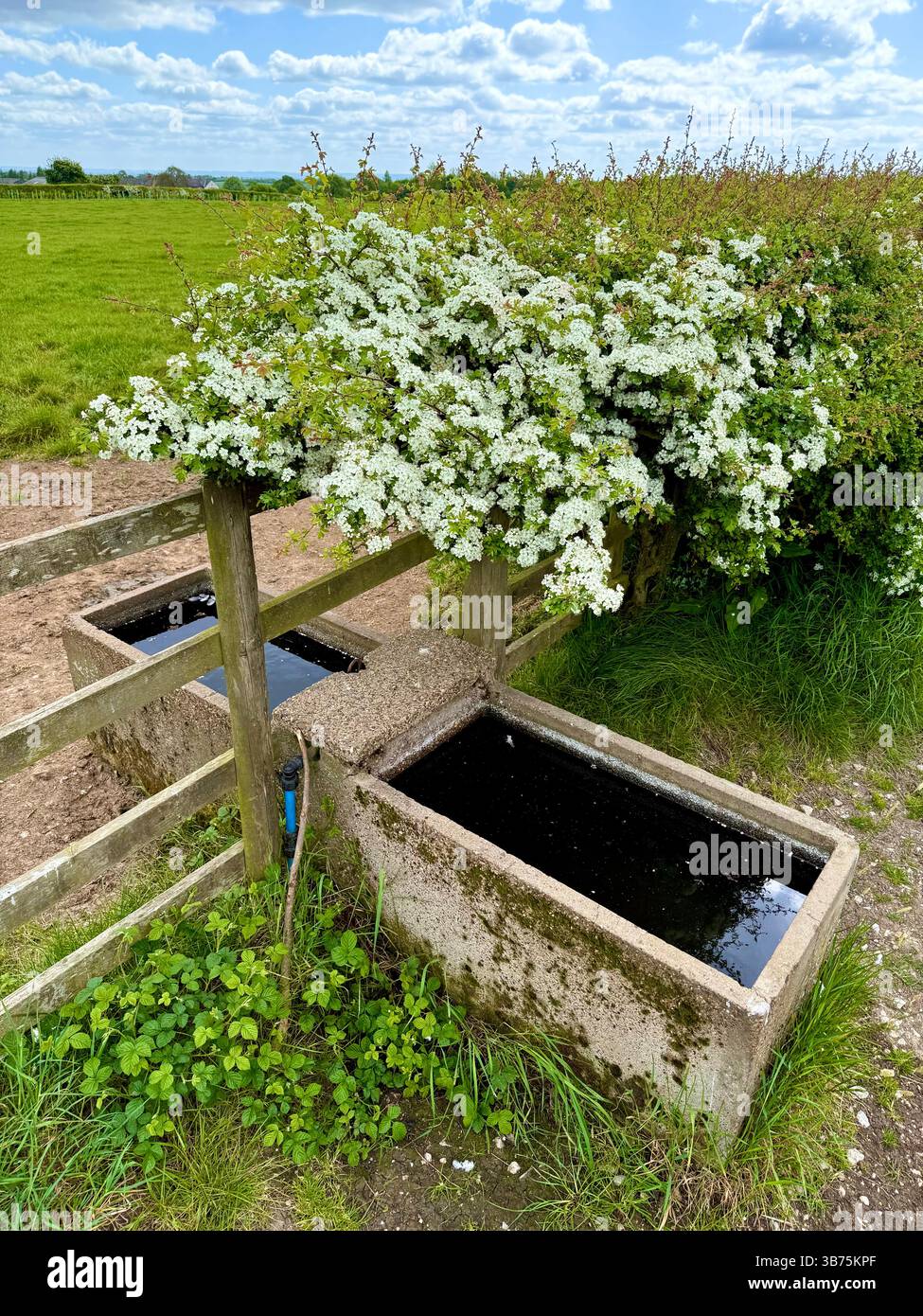 Ein Rindertrog auf einer Farm in England, Großbritannien Stockfoto