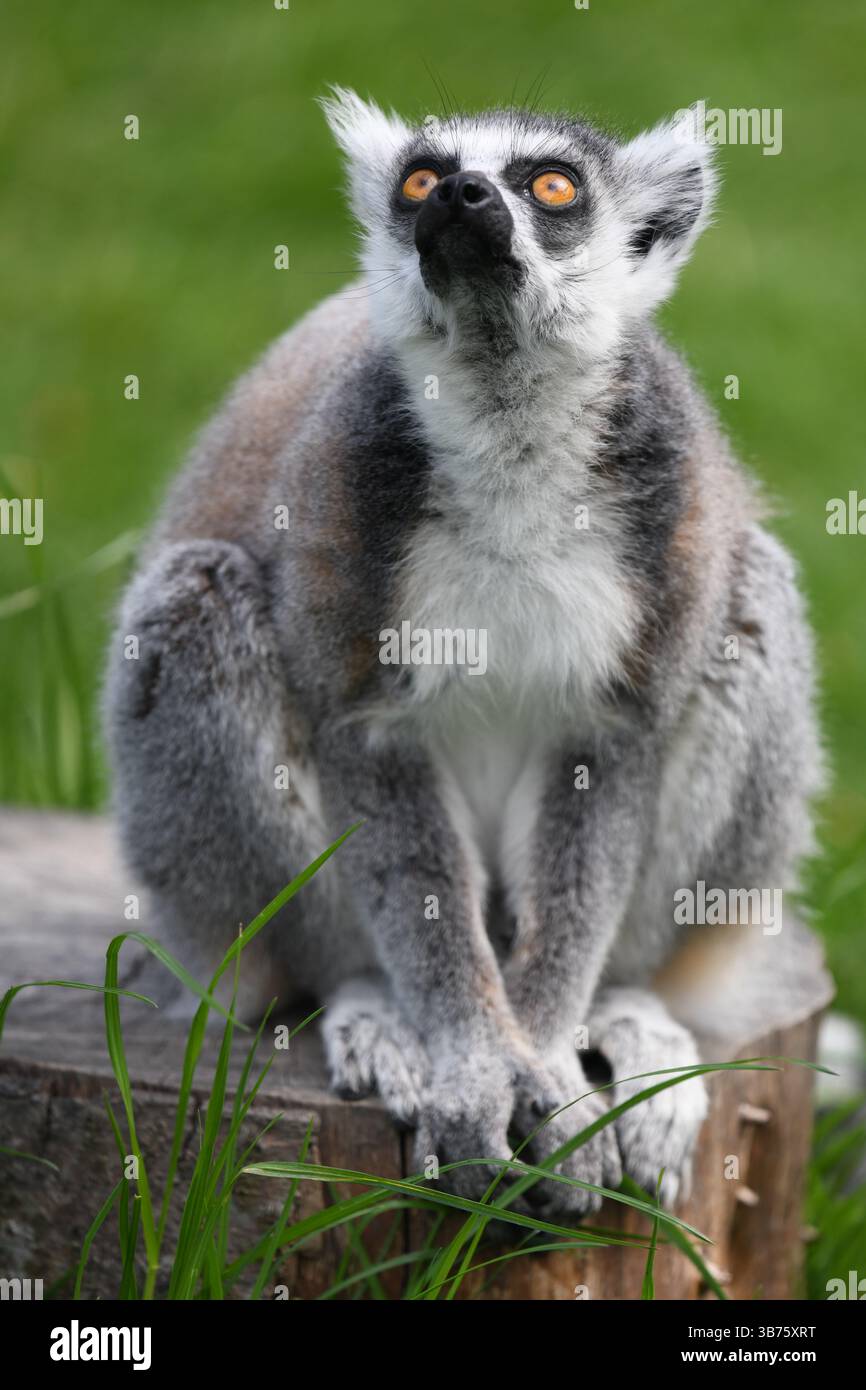 Lemur Stockfoto