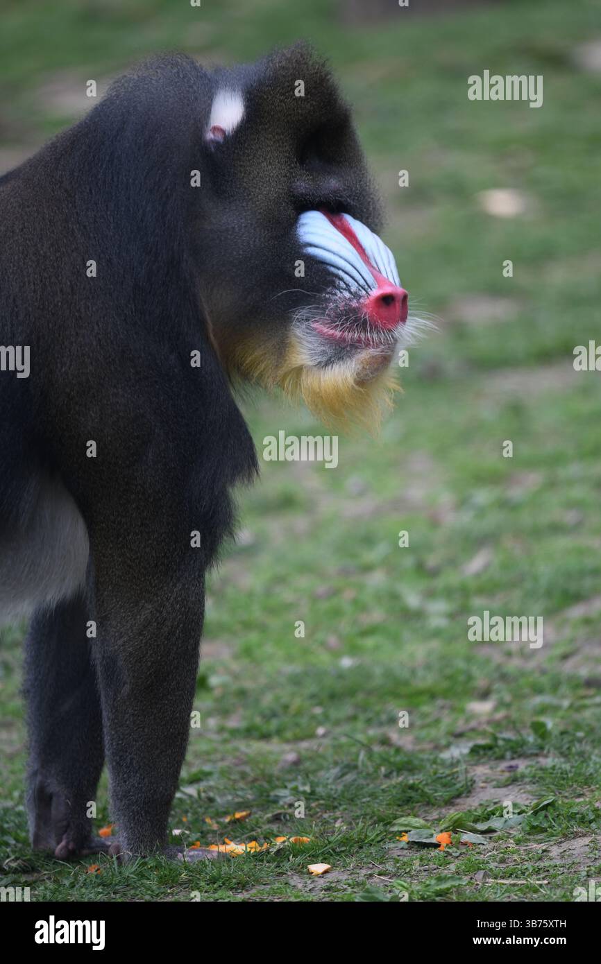 Mandrill Pavian Stockfoto