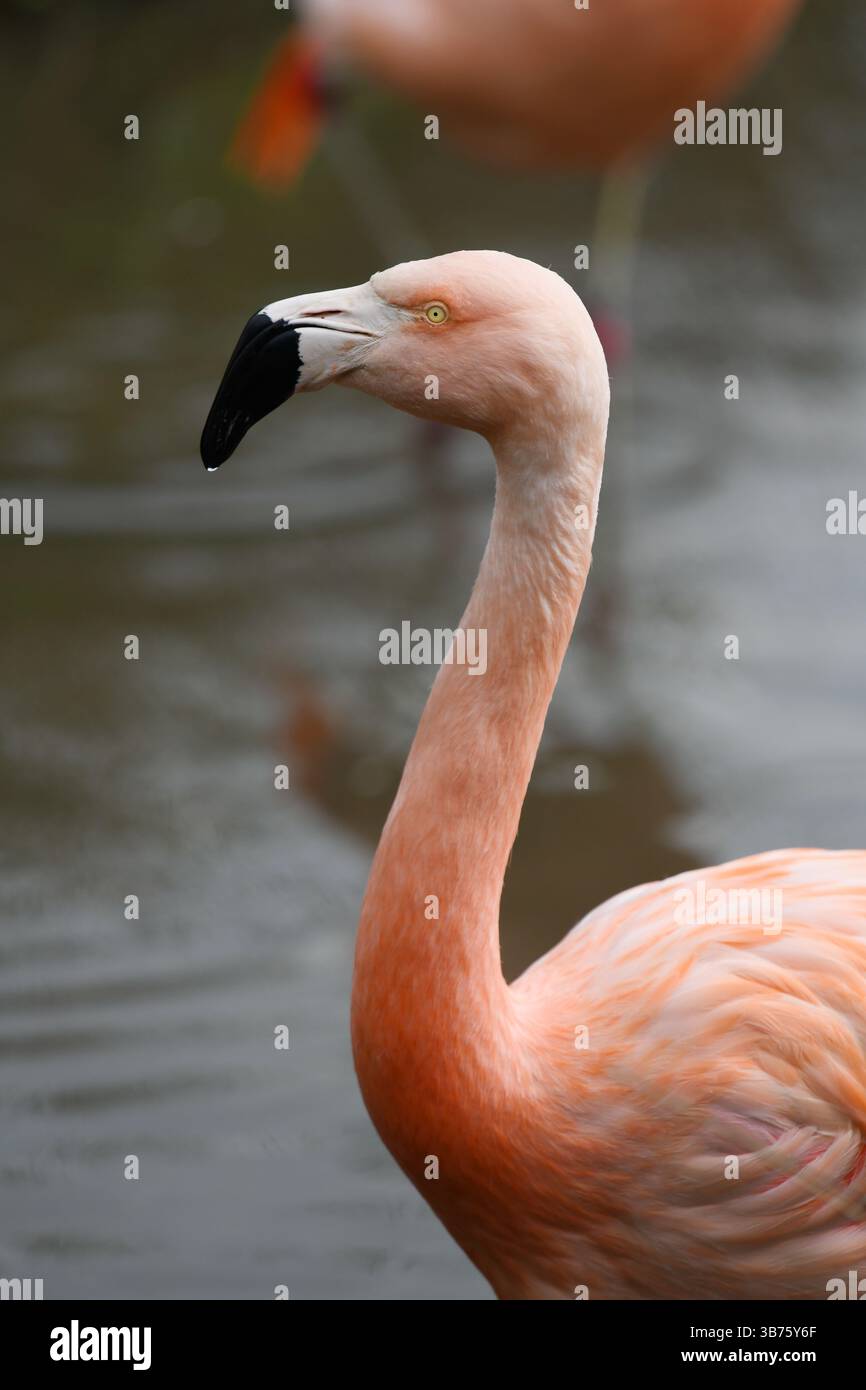 Flamingo Stockfoto