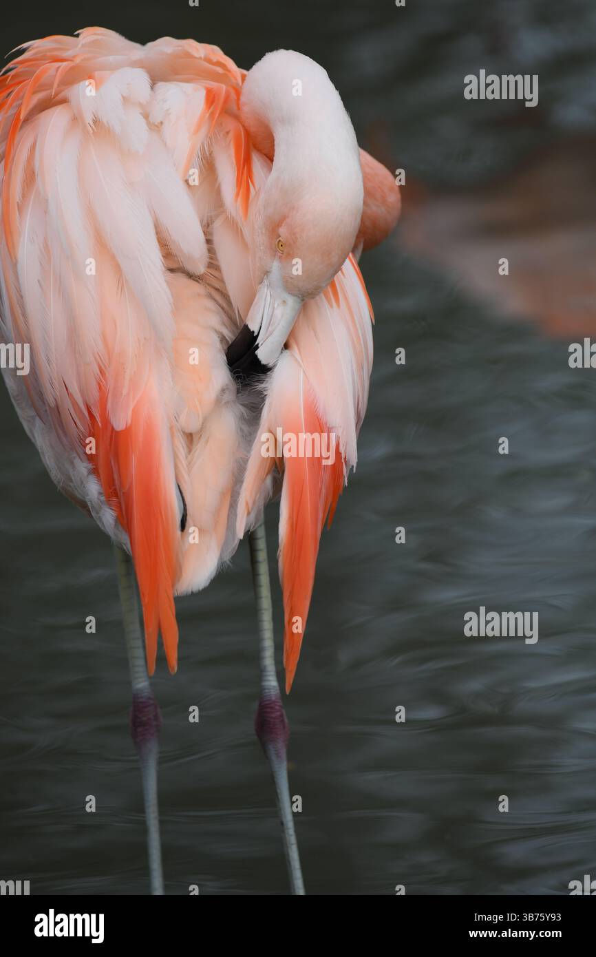 Flamingo Stockfoto