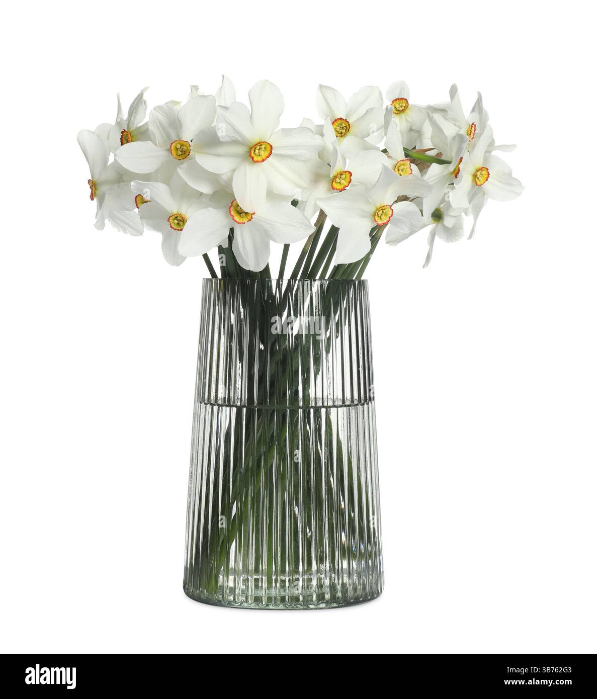 Schöne Narzissen in Vase isoliert auf weiß Stockfoto