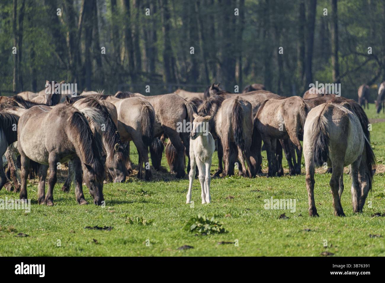 Ein Fohlen von hinten gesehen, mitten in einer dichten Herde auf frischem Gras, Duellmänner, westfalen, münsterland, deutschland Stockfoto