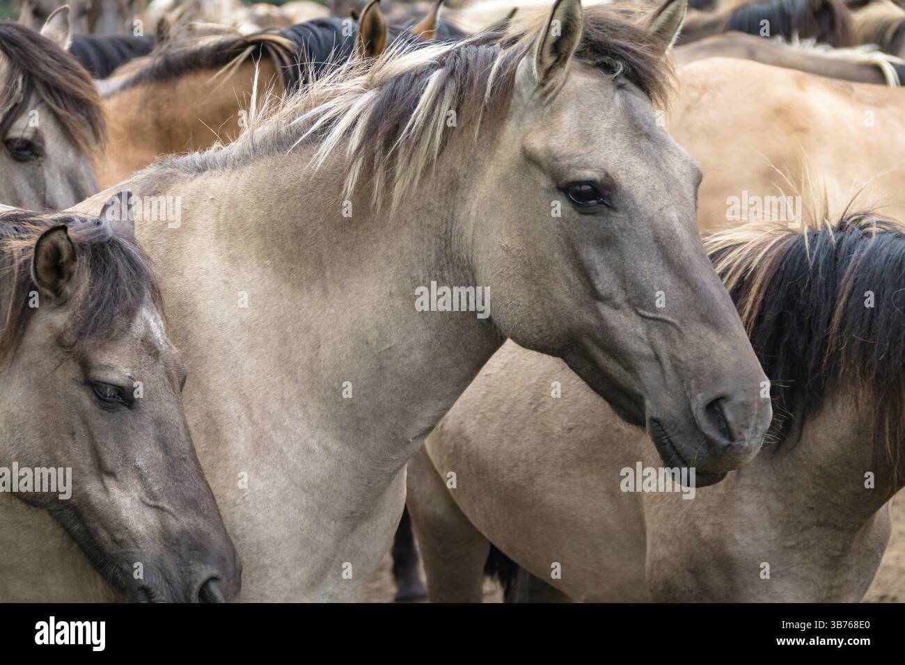 Die Duelmen leben wild bei Duelmen, im Naturschutzgebiet Merfelder Bruch in Nordrhein-Westfalen. Die Aallinie auf ihrem Rücken ist ein typisches f Stockfoto