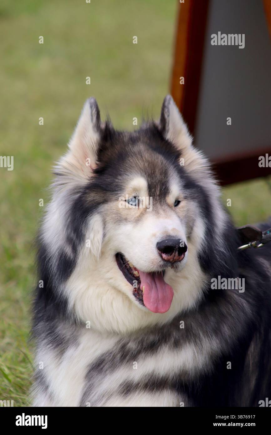 Ein sibirischer Husky mit blauäugigen Augen bleibt wachsam, während er in einer Parklandschaft ruht Stockfoto
