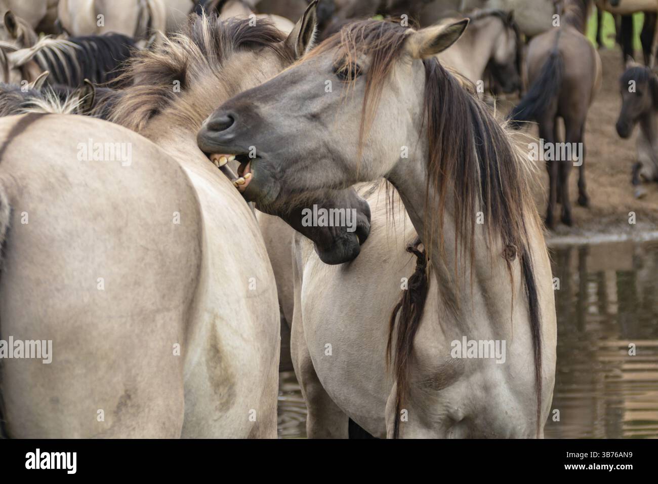 Die Duelmen leben wild bei Duelmen, im Naturschutzgebiet Merfelder Bruch in Nordrhein-Westfalen. Die Aallinie auf ihrem Rücken ist ein typisches f Stockfoto