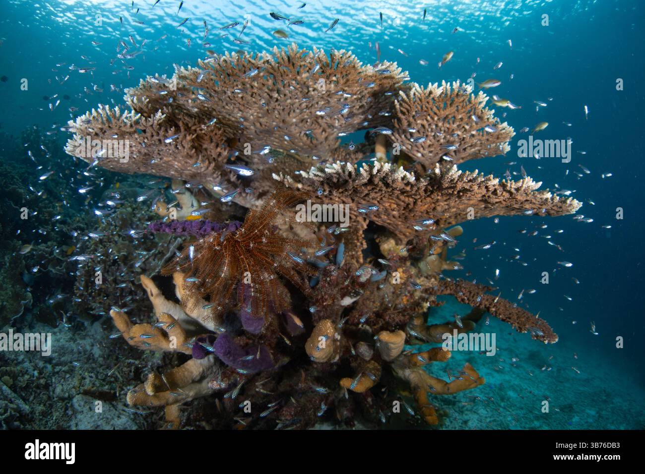 Ein empfindliches, aber gesundes Korallenriff lebt im flachen Wasser in der Nähe von Misool, Raja Ampat, Indonesien. Diese Region bietet eine außergewöhnliche biologische Vielfalt der Meere. Stockfoto