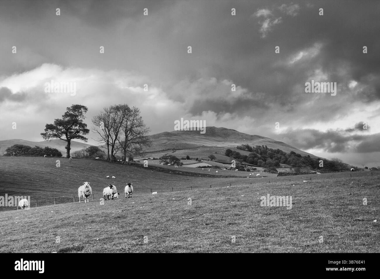 Grüne Felder in der englischen Landschaft mit weidenden Schafen und blauem Himmel. Yorkshire Dales National Park, England, Großbritannien, Europa Stockfoto