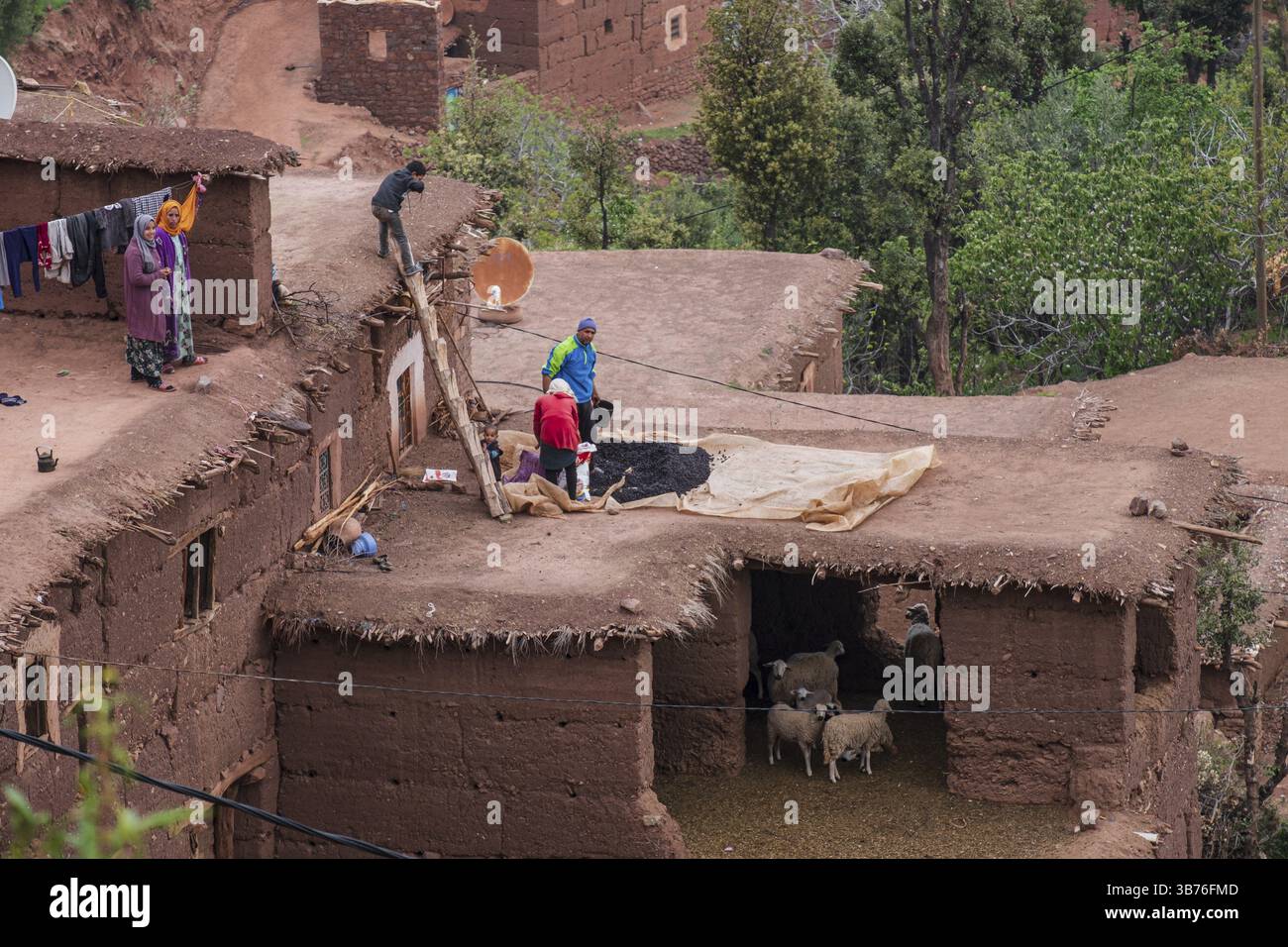 Familie trocknende Bohnen auf einem Stall mit Schafen, Ait Blal, Provinz azilal, Atlasgebirge, marokko Stockfoto