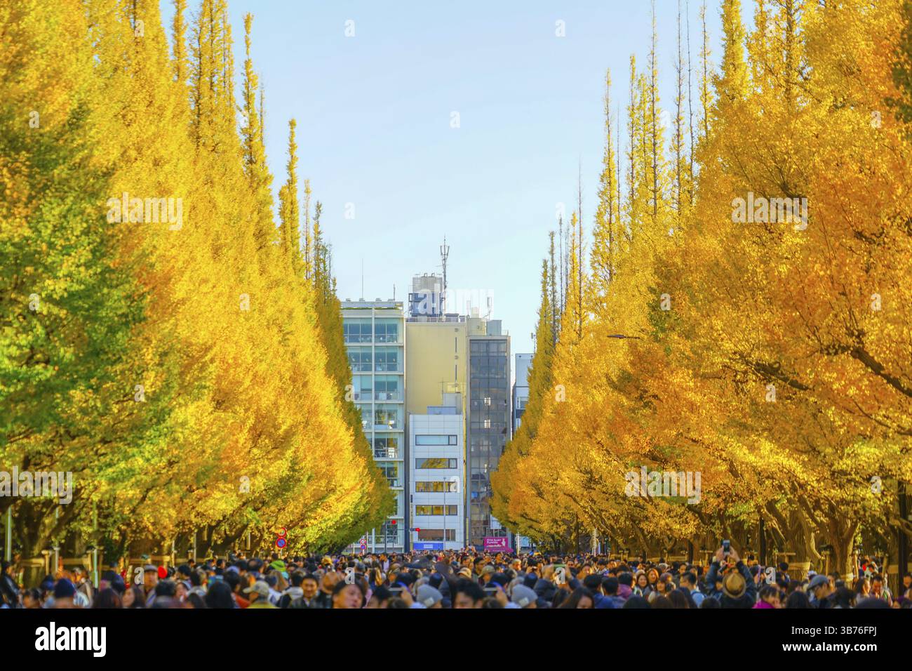 Ginkgo Schrein äußeren Garten Ginkgo Reihe von Bäumen. Aufnahmeort: Metropolregion Tokio Stockfoto