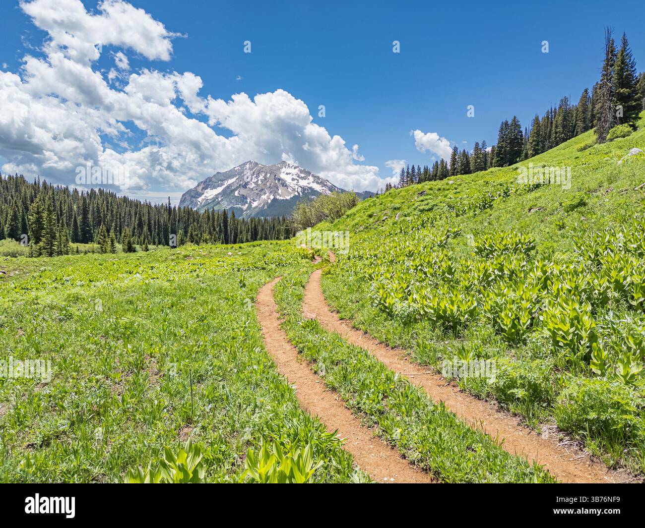 Zweispurige Feldstraße, die durch eine Wiese in den Bergen von Crested Butte, Colorado, führt Stockfoto