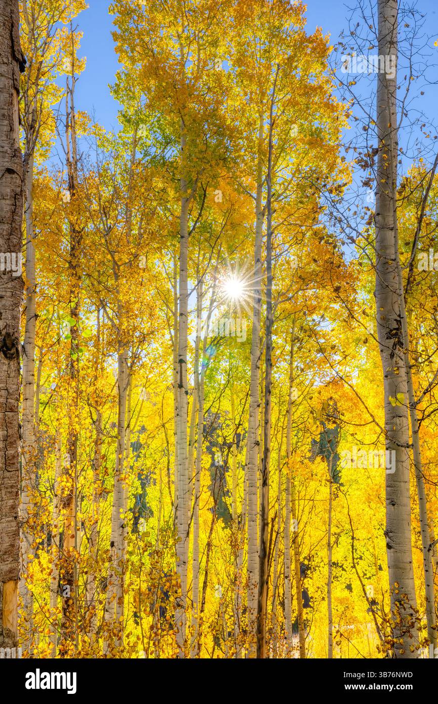 Wunderschöne Sonnenstrahlen, die durch einen Aspenwald in Colorado leuchten Stockfoto