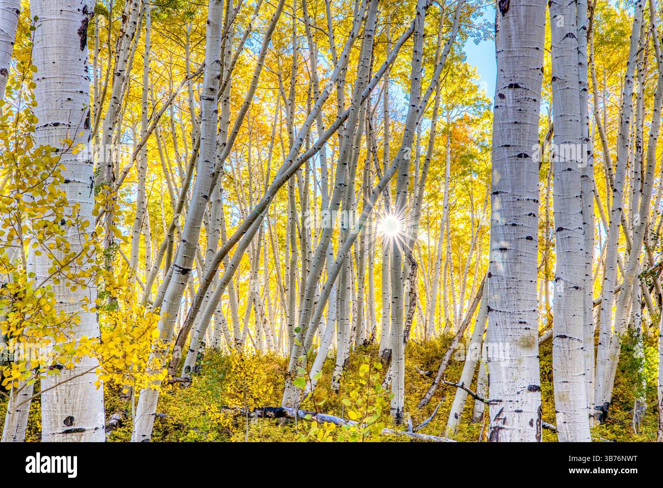 Wunderschöne Sonnenstrahlen, die durch einen Aspenwald in Colorado leuchten Stockfoto