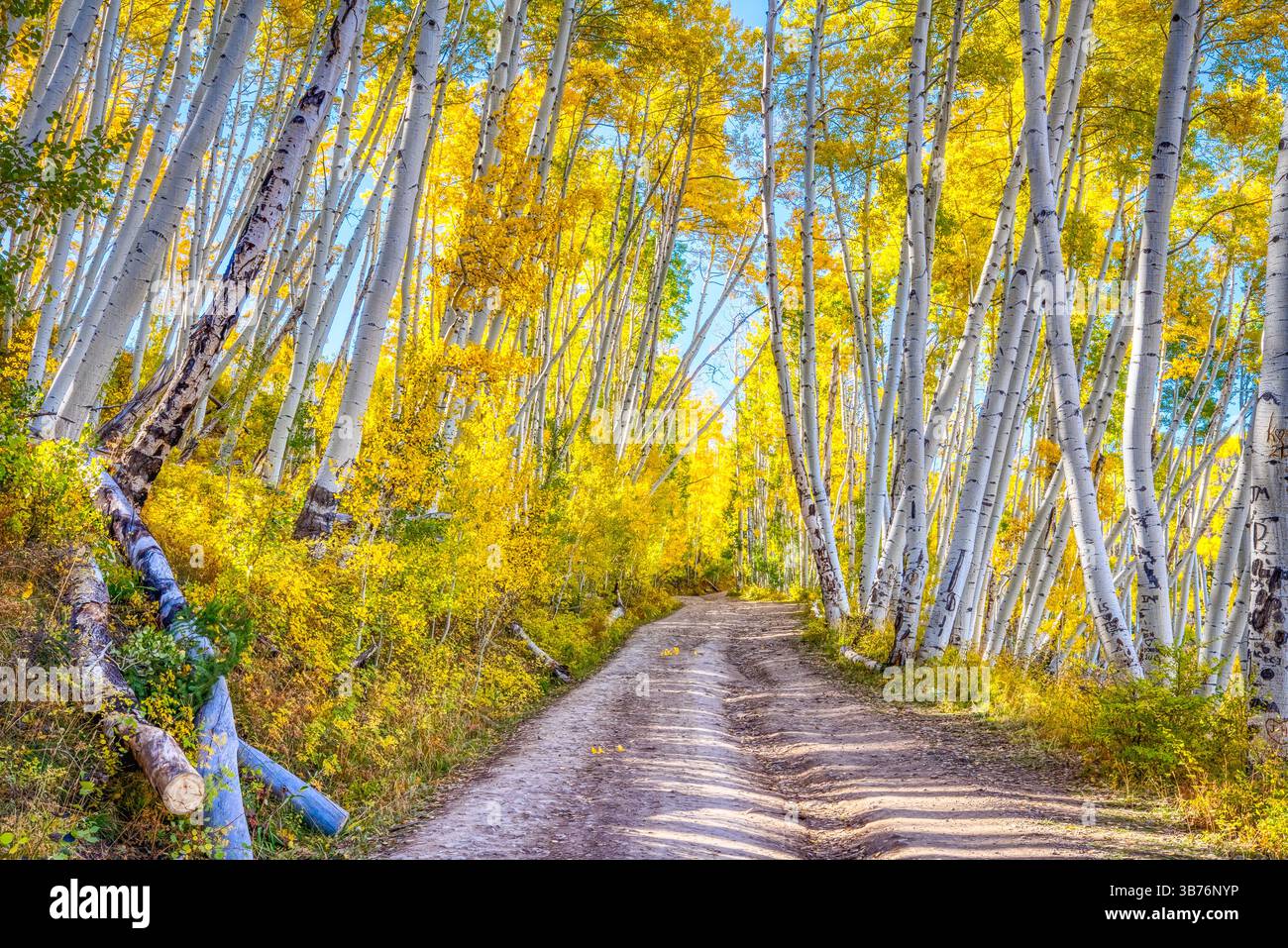 Straße durch einen herbstlichen Wald mit goldenen Aspen in den Bergen von Colorado Stockfoto