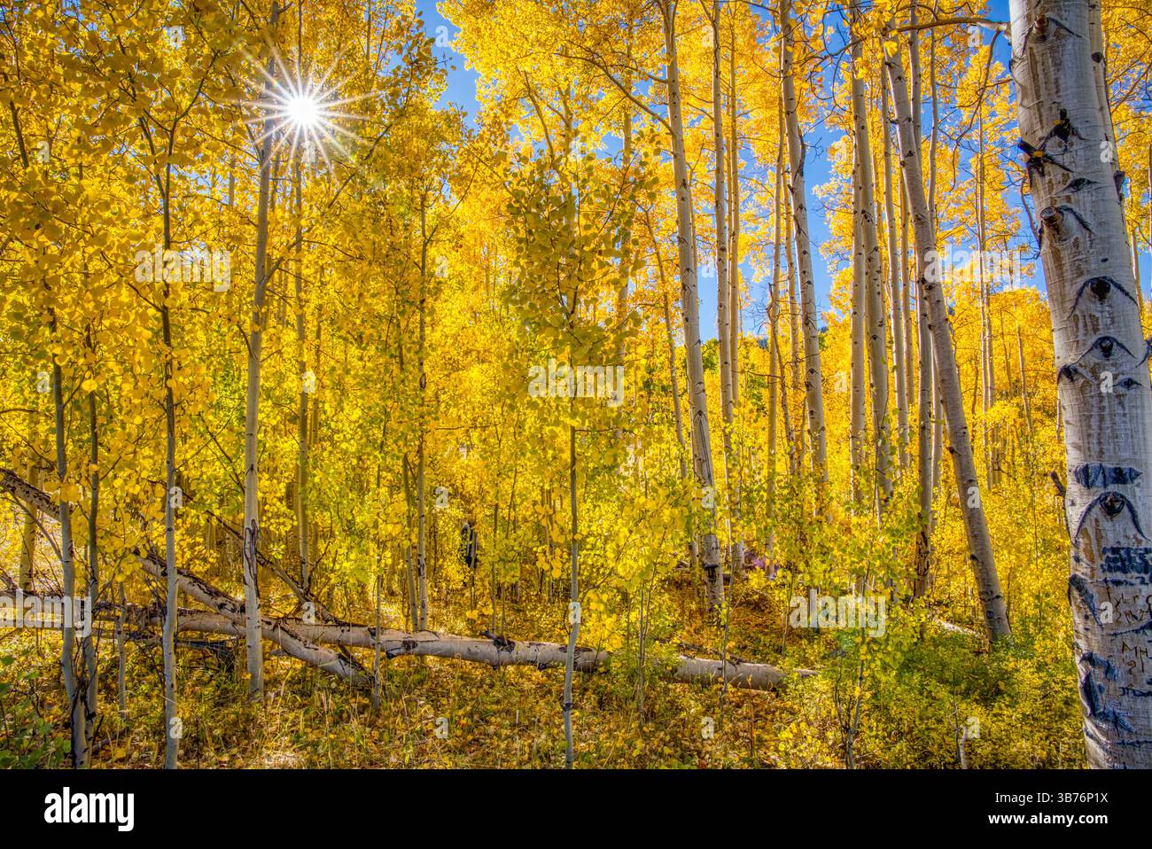 Wunderschöne Sonnenstrahlen, die durch einen Aspenwald in Colorado leuchten Stockfoto